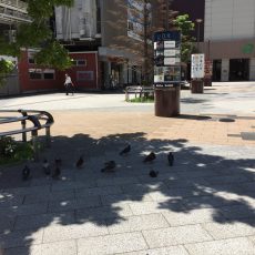 今朝の秋葉原駅前